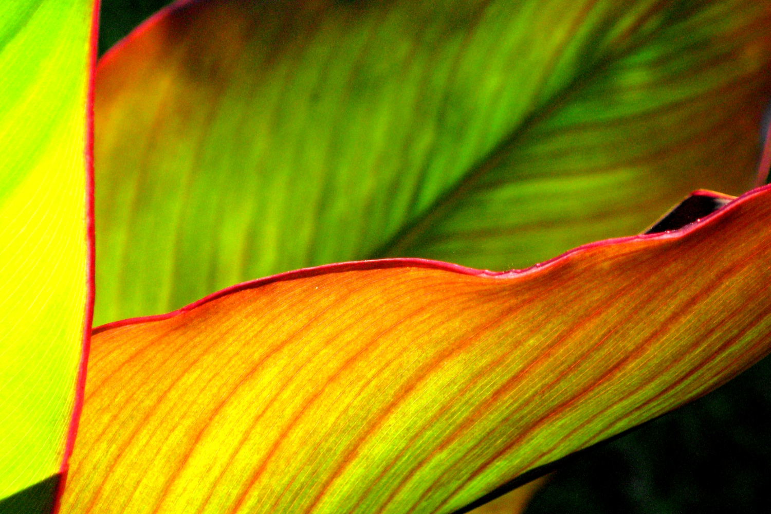 portfolio_blumen_02