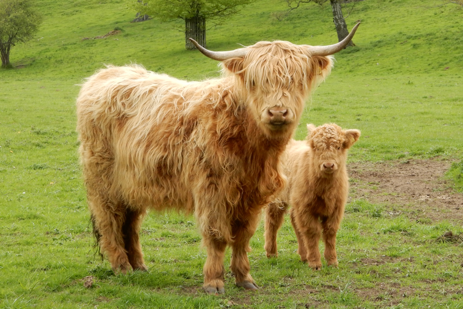 portfolio_tiere_03