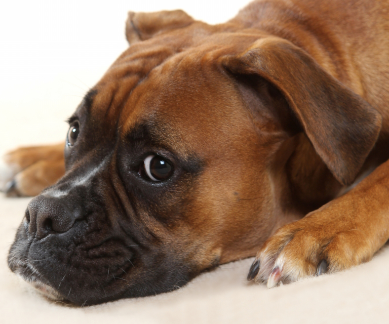 galerie_pets_03