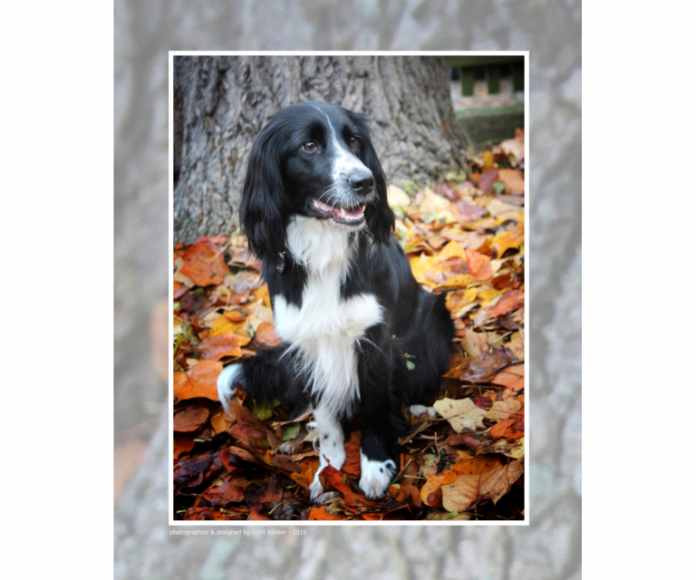 galerie_pets_10